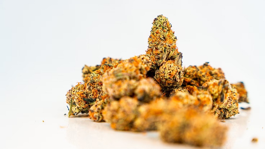 Fotografia mostra uma porção de buds secos de cannabis, em tons de verde e laranja, sendo que um está em pé, ao centro, sobre uma superfície branca lisa. Foto: Laura Jaramillo Bernal | Unsplash.