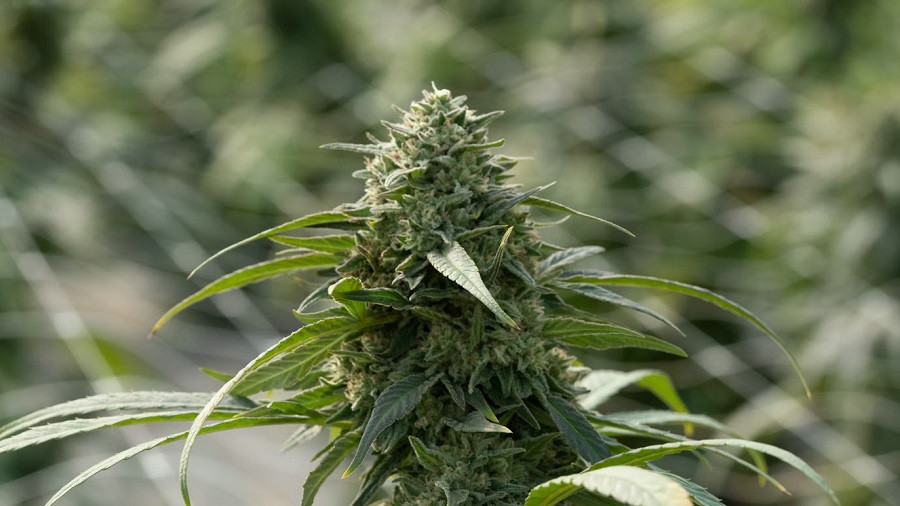 Inflorescência de uma planta de maconha. Imagem: Unsplash | Weedzard Cannabis.