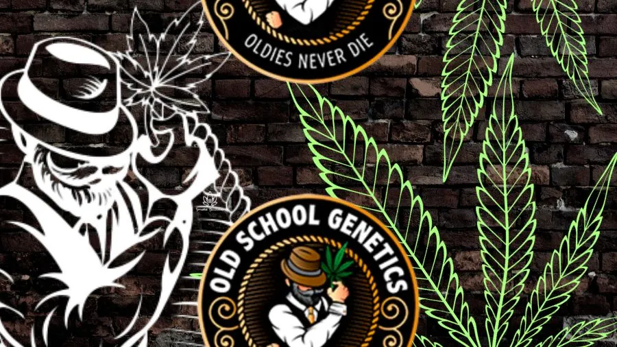 Arte mostra logos da Old School Genetics e desenhos da folha da maconha.