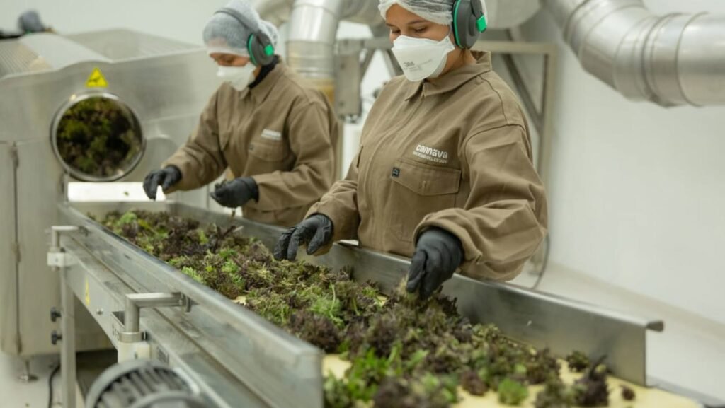 Foto mostra colaboradoras trabalhando na linha de produção de flores de maconha da empresa Cannava, na Argentina. Imagem: Cannava / Divulgação.