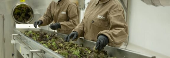 Foto mostra colaboradoras trabalhando na linha de produção de flores de maconha da empresa Cannava, na Argentina. Imagem: Cannava / Divulgação.