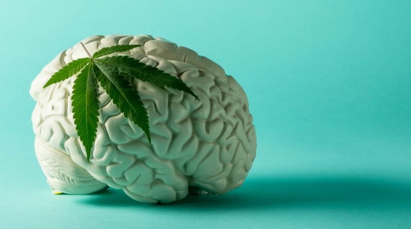 Foto mostra um modelo de cérebro de cor branca e um uma folha de maconha sobre o mesmo. Imagem: Gina Coleman / Weedmaps.