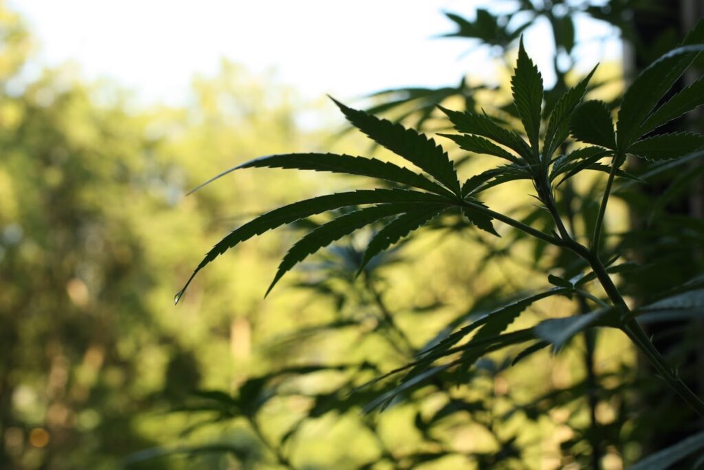 Fotografia mostra a folhagem de uma planta de maconha, e um fundo de vegetação. Imagem: Plants for Persephone | Unsplash.