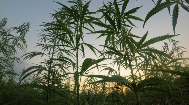 Imagem mostra um campo com plantas de cânhamo, sob a ótica de baixo pra cima.