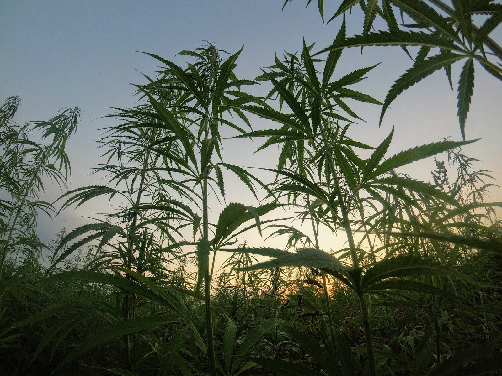 Imagem mostra um campo com plantas de cânhamo, sob a ótica de baixo pra cima.