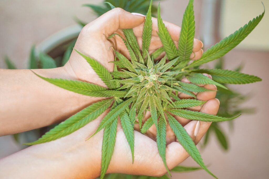 Foto mostra mãos femininas segurando uma planta de cannabis Foto Erin Stone Pixabay anticoncepcional