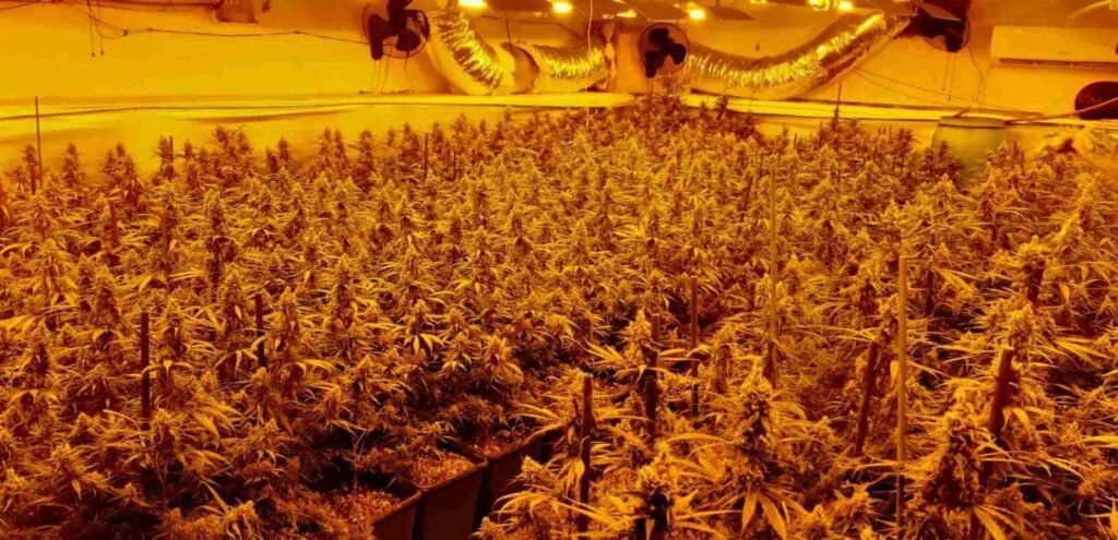 Foto mostra um grande cultivo indoor de maconha na Espanha. Imagem: Endesa.