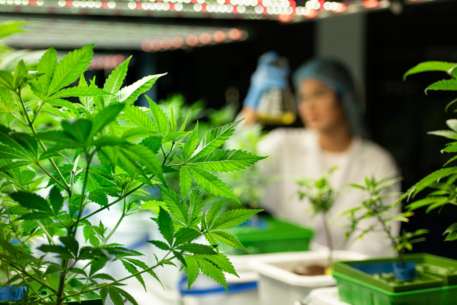 Foto mostra a folhagem de plantas de cannabis e uma pessoa que segura um frasco de laboratório contendo óleo, ao fundo. Imagem: Sunan Wongsa-nga | Vecteezy.