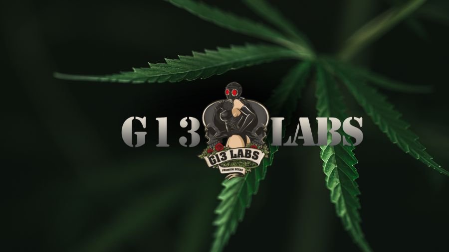 Logo G13 Labs em fundo verde com uma folha de cannabis.