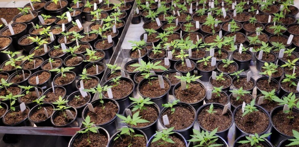 Mudas de Cannabis sativa cultivadas em ambiente protegido no projeto de melhoramento genético para uso medicinal, desenvolvido pela Universidade Federal de Goiás (UFG) com apoio da Fapeg. Crédito: Fapeg.