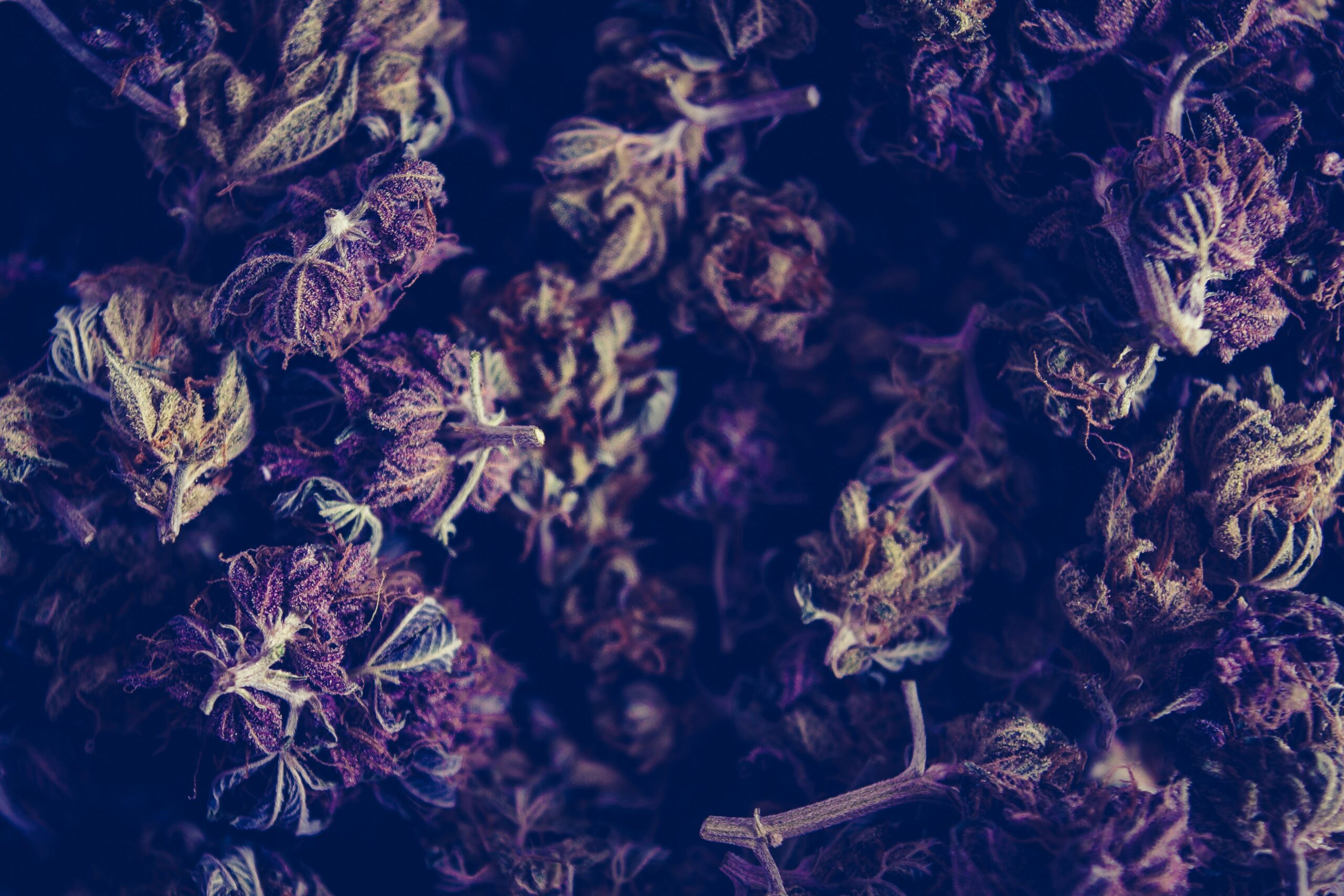 Fotografia mostra flores secas de cannabis preenchendo toda a imagem. Foto: Esteban Lopez | Unsplash.