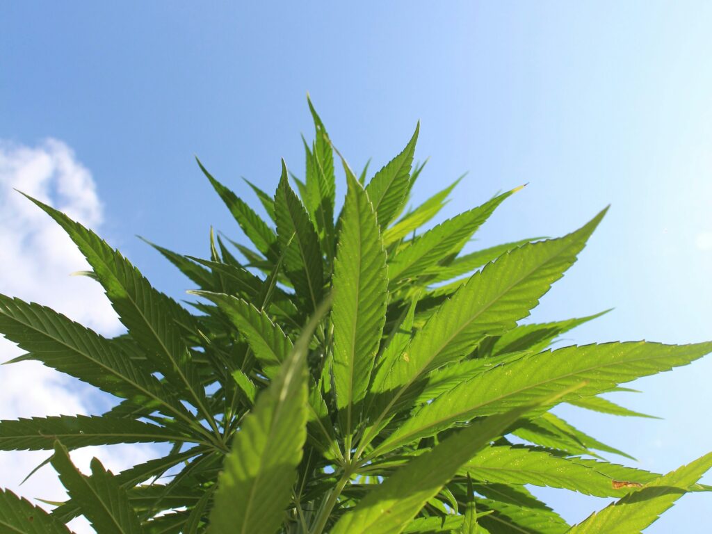 Planta de cannabis em ceu azul. Foto Henrik Pauly Unsplash