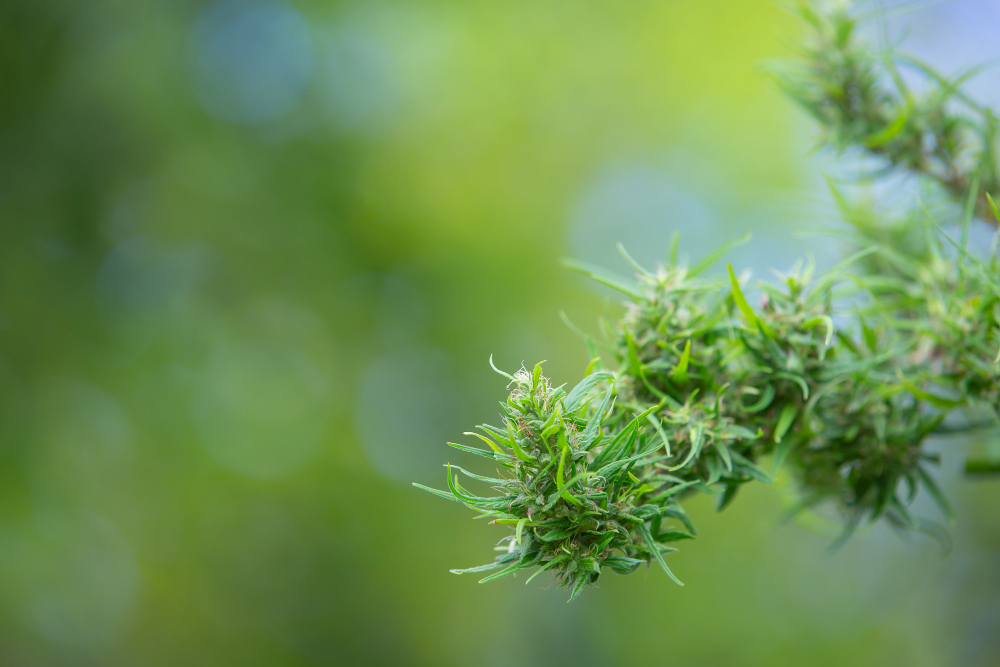 Planta de cannabis em fase de floração Foto jcomp freepik.