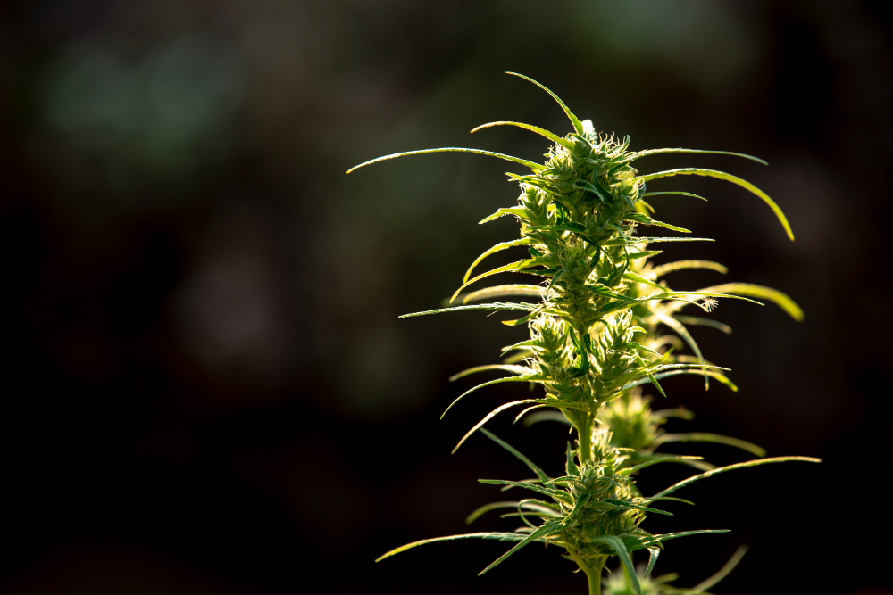 Cola de uma flor de cannabis iluminada pelo sol. Foto: jcomp | freepik.