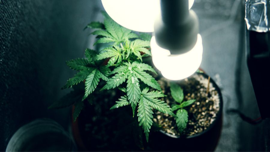 Fotografia mostra vista aérea de um vaso com planta de cannabis sob luz de lâmpada. Foto: Canva.