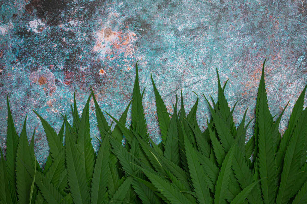 Folhas de cannabis em fundo abstrato. Foto: jcomp | freepik.