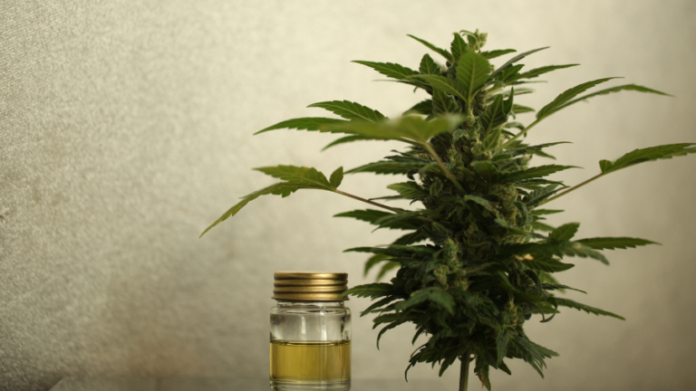 cannabis cbd estudo pesquisa